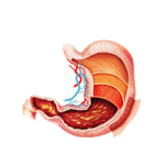 Gastrointestinal Surgery